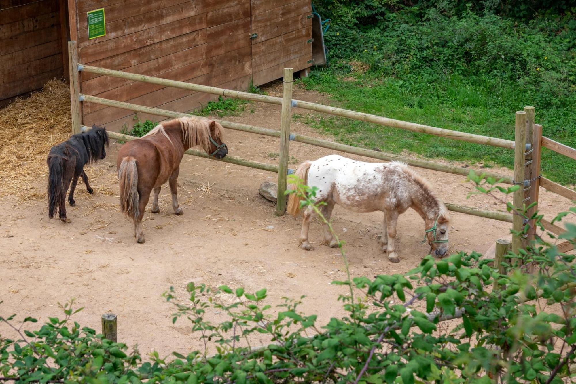 Vilar Rural De Sant Hilari Sacalm By Serhs Hotels Eksteriør bilde